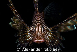 Lionfish. Inchkape-II, Fujeira, UAE. by Alexander Nikolaev 